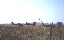 Helicopters at Nui Dat