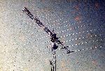110 Sig Sqn