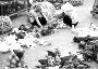 Poultry Market, Saigon
