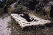 Weapon Pit