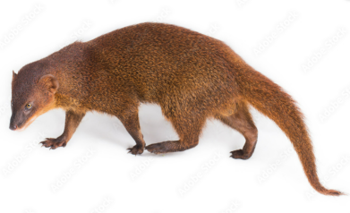 Beauregard the Mongoose